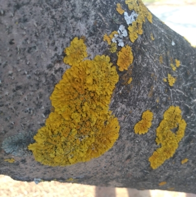 Xanthoria sp. (genus) (A lichen) at Gungahlin, ACT - 5 Aug 2022 by JasoL