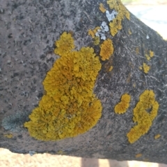 Xanthoria sp. (A lichen) at Gungahlin, ACT - 5 Aug 2022 by JasoL