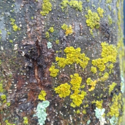 Unidentified Lichen at Gungahlin, ACT - 4 Aug 2022 by JasoL