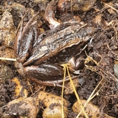 Limnodynastes peronii (Brown-striped Frog) at Aranda, ACT - 21 Oct 2022 by HughCo