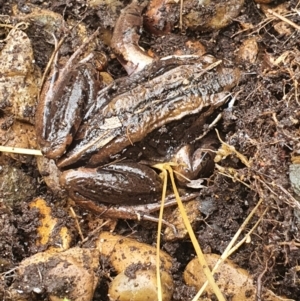 Limnodynastes peronii at Aranda, ACT - 21 Oct 2022 10:50 AM