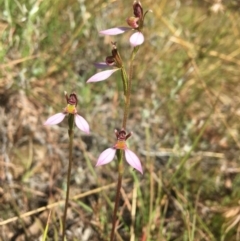 Eriochilus cucullatus (Parson's Bands) at Wamboin, NSW - 19 Mar 2022 by Devesons