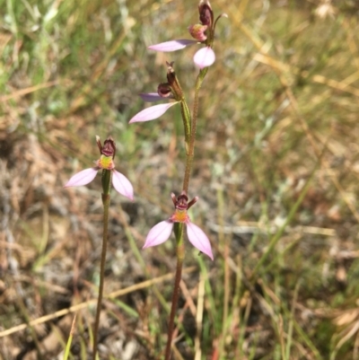 Eriochilus cucullatus (Parson's Bands) at Wamboin, NSW - 19 Mar 2022 by Devesons