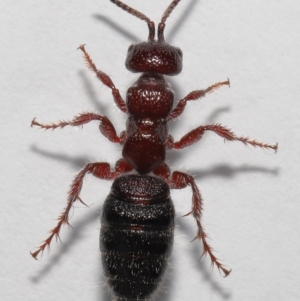 Tiphiidae sp. (family) at Evatt, ACT - 18 Oct 2022