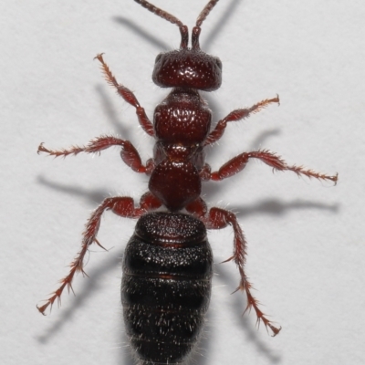 Tiphiidae (family) (Unidentified Smooth flower wasp) at Evatt, ACT - 18 Oct 2022 by TimL