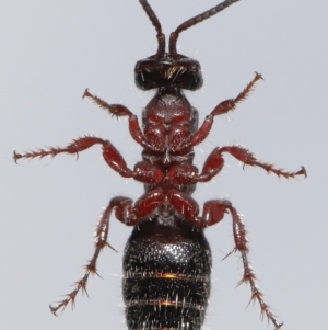 Tiphiidae (family) at Evatt, ACT - 18 Oct 2022