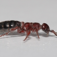 Tiphiidae sp. (family) at Evatt, ACT - 18 Oct 2022