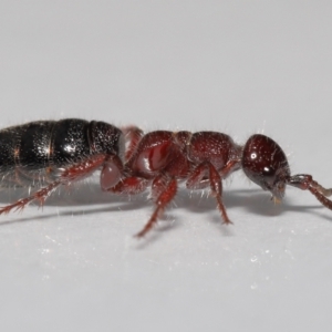 Tiphiidae sp. (family) at Evatt, ACT - 18 Oct 2022