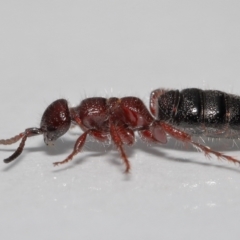 Tiphiidae (family) at Evatt, ACT - 18 Oct 2022