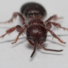 Tiphiidae (family) at Evatt, ACT - 18 Oct 2022