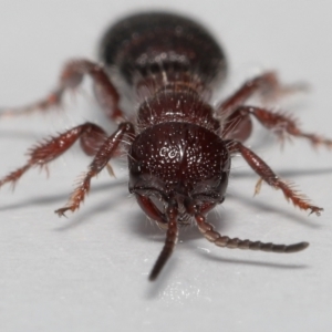 Tiphiidae sp. (family) at Evatt, ACT - 18 Oct 2022