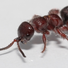 Tiphiidae (family) (Unidentified Smooth flower wasp) at Evatt, ACT - 18 Oct 2022 by TimL