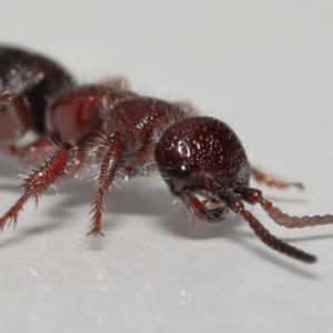 Tiphiidae (family) at Evatt, ACT - 18 Oct 2022