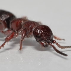 Tiphiidae sp. (family) at Evatt, ACT - 18 Oct 2022