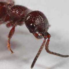 Tiphiidae (family) at Evatt, ACT - 18 Oct 2022