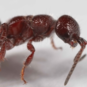 Tiphiidae (family) at Evatt, ACT - 18 Oct 2022