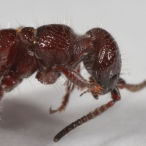 Tiphiidae (family) at Evatt, ACT - 18 Oct 2022