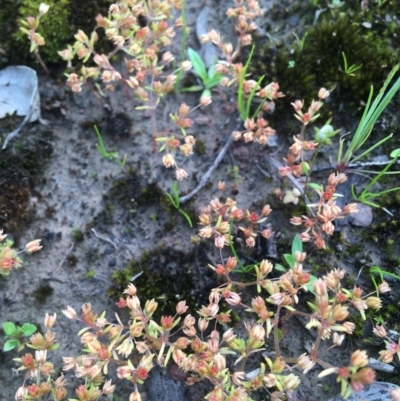 Crassula decumbens var. decumbens (A Stonecrop) at QPRC LGA - 21 Oct 2020 by Devesons