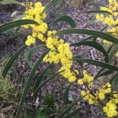 Acacia rubida (Red-stemmed Wattle, Red-leaved Wattle) at Wamboin, NSW - 21 Aug 2021 by Devesons