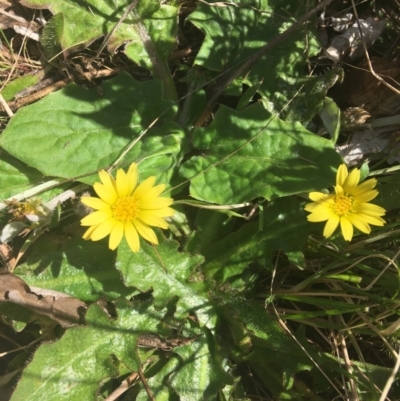 Cymbonotus sp. (preissianus or lawsonianus) (Bears Ears) at Wamboin, NSW - 24 Sep 2021 by Devesons