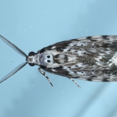 Digama marmorea (An Erebid moth) at Ainslie, ACT - 18 Oct 2022 by jb2602