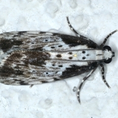 Digama marmorea (An Erebid moth) at Ainslie, ACT - 18 Oct 2022 by jb2602