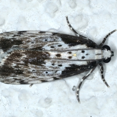 Digama marmorea (An Erebid moth) at Ainslie, ACT - 18 Oct 2022 by jb2602