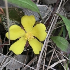 Hibbertia dentata (Twining Guinea Flower) at Lilli Pilli, NSW - 18 Oct 2022 by MattFox