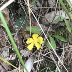 Hibbertia dentata at Lilli Pilli, NSW - 18 Oct 2022