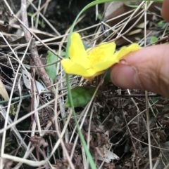 Hibbertia dentata at Lilli Pilli, NSW - 18 Oct 2022