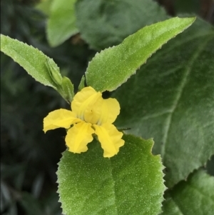 Goodenia ovata at Lilli Pilli, NSW - 18 Oct 2022 11:32 AM