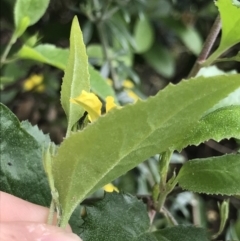 Goodenia ovata at Lilli Pilli, NSW - 18 Oct 2022 11:32 AM