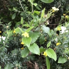 Goodenia ovata at Lilli Pilli, NSW - 18 Oct 2022 11:32 AM