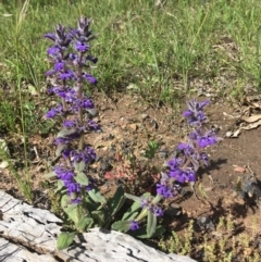 Ajuga australis (Austral Bugle) at Wamboin, NSW - 18 Oct 2020 by Devesons