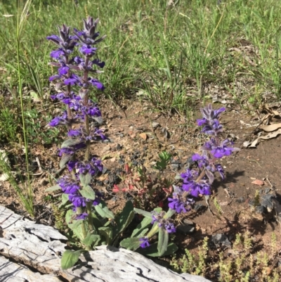 Ajuga australis (Austral Bugle) at Wamboin, NSW - 18 Oct 2020 by Devesons