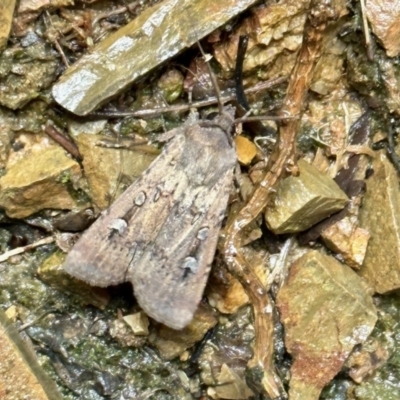 Agrotis infusa (Bogong Moth, Common Cutworm) at GG182 - 21 Oct 2022 by KMcCue