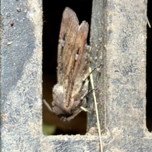 Agrotis infusa at Aranda, ACT - 21 Oct 2022