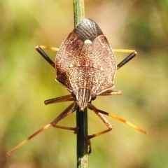 Poecilometis strigatus (Gum Tree Shield Bug) at Namadgi National Park - 17 Oct 2022 by JohnBundock