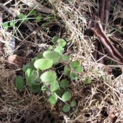 Gonocarpus micranthus subsp. micranthus (Creeping Raspwort) at Booth, ACT - 11 Oct 2022 by sangio7