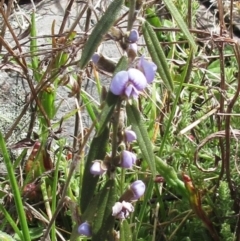 Hovea heterophylla (Common Hovea) at Booth, ACT - 11 Oct 2022 by sangio7