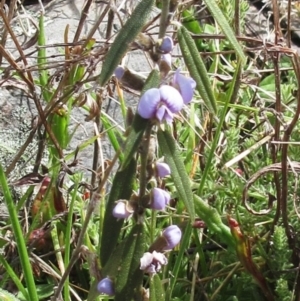 Hovea heterophylla at Booth, ACT - 11 Oct 2022