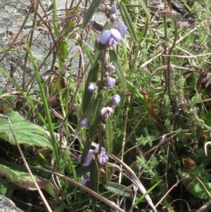 Hovea heterophylla at Booth, ACT - 11 Oct 2022