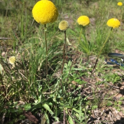 Craspedia variabilis (Common Billy Buttons) at Wamboin, NSW - 17 Oct 2020 by Devesons