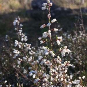 Cryptandra amara at Wamboin, NSW - 1 Sep 2021 10:05 AM