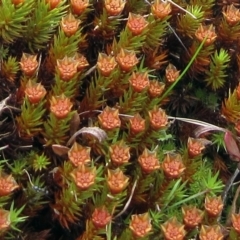 Polytrichaceae at Namadgi National Park - 12 Oct 2022 by sangio7