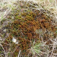 Polytrichaceae at Cotter River, ACT - 12 Oct 2022