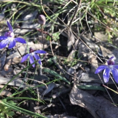 Cyanicula caerulea (Blue Fingers, Blue Fairies) at Wamboin, NSW - 14 Sep 2021 by Devesons