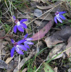 Cyanicula caerulea at Wamboin, NSW - 14 Sep 2021