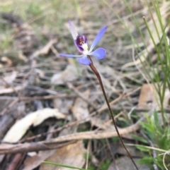 Cyanicula caerulea at Wamboin, NSW - 14 Sep 2021