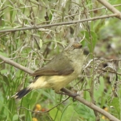 Acanthiza reguloides (Buff-rumped Thornbill) at Bungonia National Park - 18 Oct 2022 by GlossyGal
